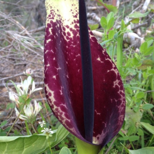 Arum dioscorides